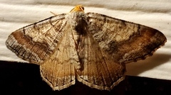 Macaria distribuaria