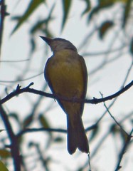 Tyrannus melancholicus