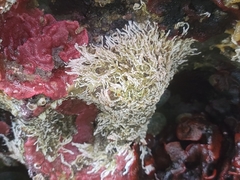 Salmacina tribranchiata