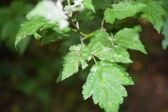 Leiobunum blackwalli