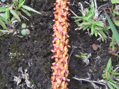 Disa chrysostachya