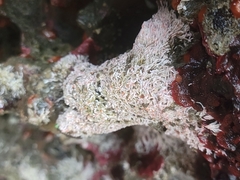 Salmacina tribranchiata