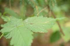 Leiobunum blackwalli