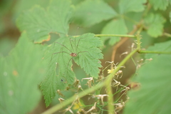 Leiobunum blackwalli