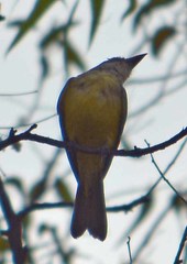Tyrannus melancholicus