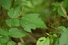 Leiobunum blackwalli