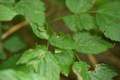 Leiobunum blackwalli