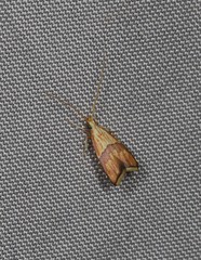 Crocanthes zonodesma