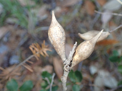 Heteroecus pacificus