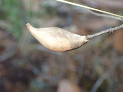 Heteroecus pacificus