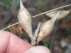 Heteroecus pacificus