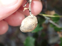 Heteroecus pacificus