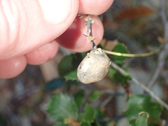 Heteroecus pacificus