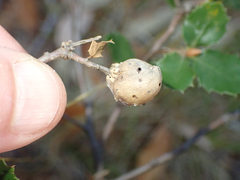 Heteroecus pacificus