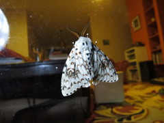 Lymantria nephrographa