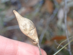 Heteroecus pacificus