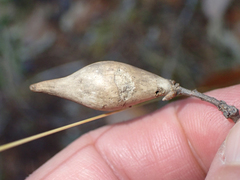 Heteroecus pacificus