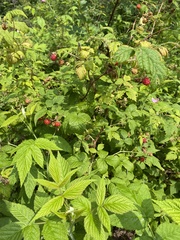 Rubus sachalinensis