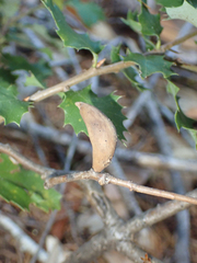 Heteroecus pacificus