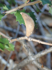 Heteroecus pacificus