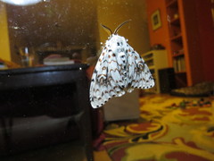 Lymantria nephrographa