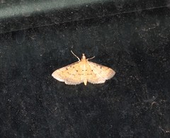 Herpetogramma hipponalis