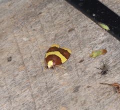 Heterallactis phlogozona