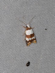 Heteroteucha dimochla