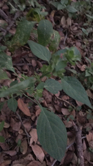 Dicliptera brachiata