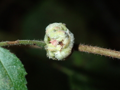 Corylobium avellanae