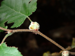 Corylobium avellanae