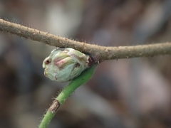 Corylobium avellanae