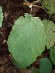 Corylobium avellanae