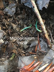 Microglossum viride image