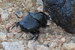 Phanaeus triangularis