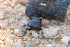 Phanaeus triangularis