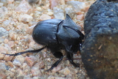 Phanaeus triangularis