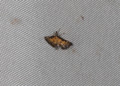 Metasia polytima