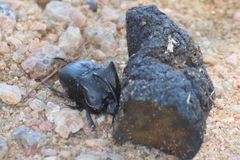 Phanaeus triangularis