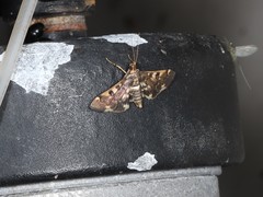 Nacoleia glageropa