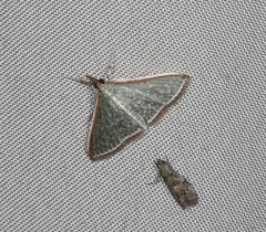 Myrmidonistis hoplora
