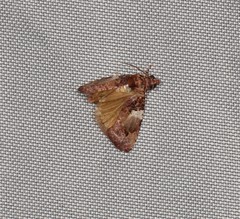 Ophiorrhabda phaeosigma