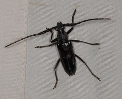 Pachydissus boops