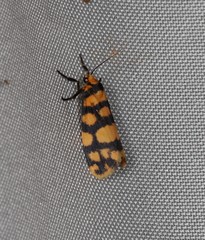 Scaptesyle equidistans