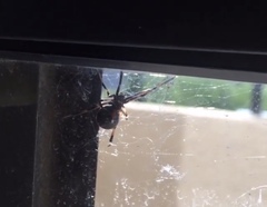 Latrodectus hesperus