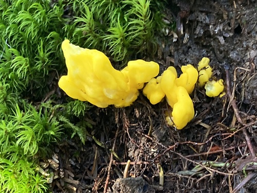 Irregular Earth Tongue