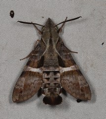Macroglossum errans