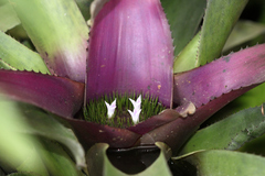 Neoregelia