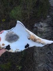 Sinistrofulgur sinistrum