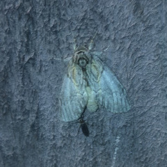 Peridea basitriens